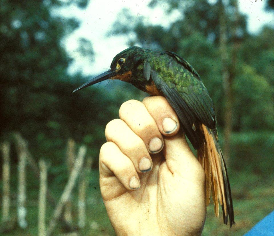 Coppery-chested Jacamar (Galbula pastazae) from the NBII Image Gallery. Photographed in Ecuador.