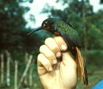 Coppery-chested Jacamar (Galbula pastazae) from the NBII Image Gallery. Photographed in Ecuador.