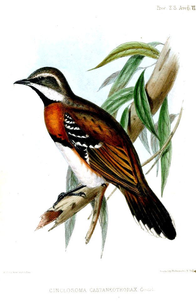 Cinclosoma castaneothorax
