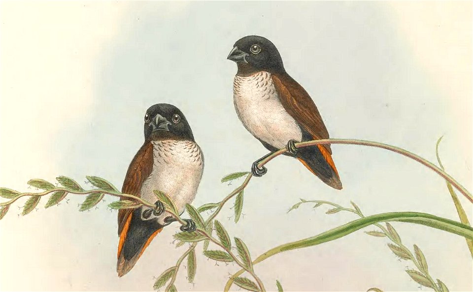 Donacicola spectabilis=Lonchura spectabilis in The birds of New Guinea and the adjacent Papuan islands, including many new species recently discovered in Australia. v.4. (Plate 24)