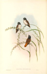 Donacicola spectabilis=Lonchura spectabilis in The birds of New Guinea and the adjacent Papuan islands, including many new species recently discovered in Australia. v.4. (Plate 24)