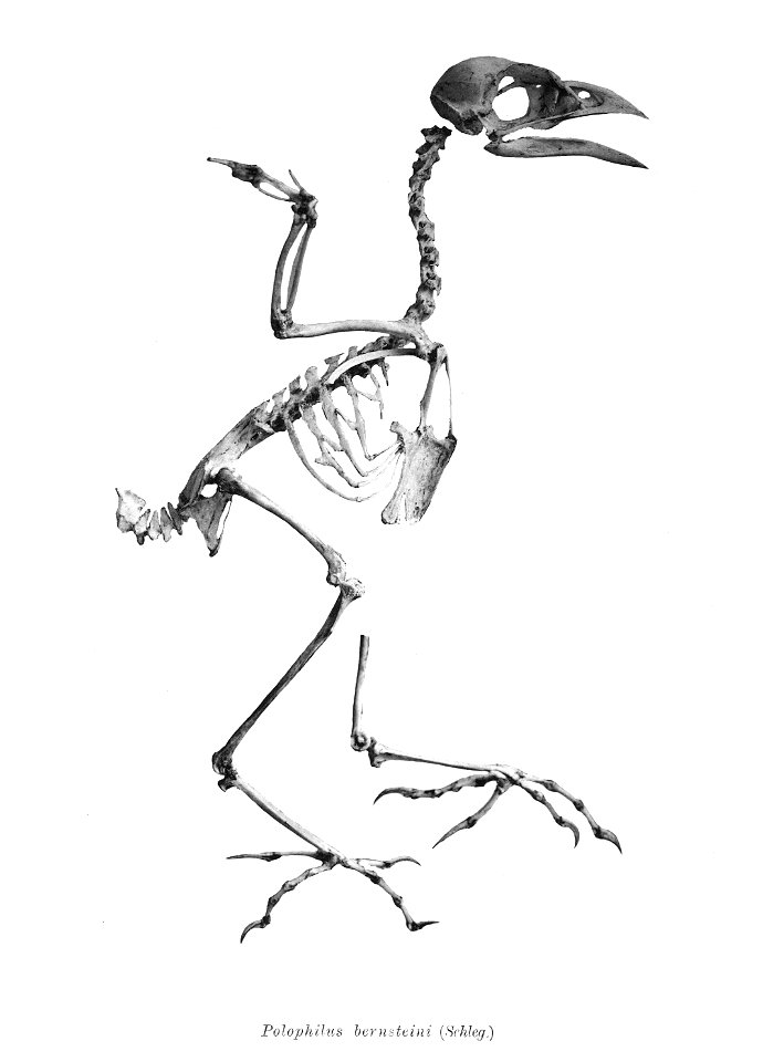 Bird skeletons. Note that the current scientific names need to be checked.

Polophilus bernsteini
