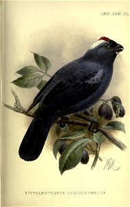 ARG. OR-N. PL. 

STEPHANOPHORUS LE U COG EPHALU S.