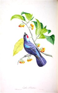 Oiseaux brillans du Brésil.
