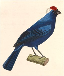 English:  « Tanagra diademata » = Stephanophorus diadematus (Diademed Tanager) - maleFrançais :  « Tanagra diademata » = Stephanophorus diadematus (Tangara