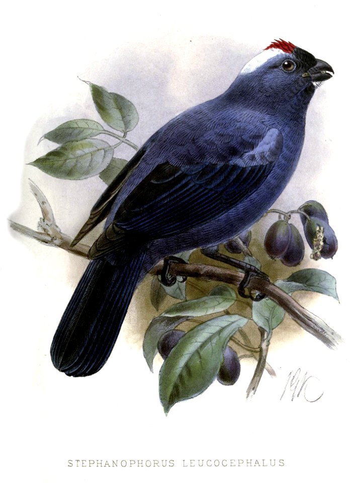 Stephanophorus leucocephalus = Tanagra diademata[1] = Stephanophorus diadematus[2]