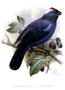 Stephanophorus leucocephalus = Tanagra diademata[1] = Stephanophorus diadematus[2]