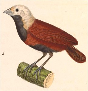 English:  « Fringilla majanoide » = Lonchura ferruginosaFrançais :  « Fringilla majanoide » = Lonchura ferruginosa