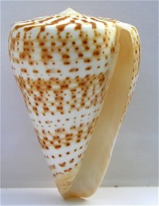 Conus pulcher [Lightfoot], 1786  (synonym: Conus prometheus Hwass in Bruguière, 1792); Conidae; Angola