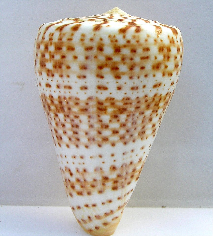 Conus pulcher [Lightfoot], 1786  (synonym: Conus prometheus Hwass in Bruguière, 1792); Conidae; Angola
