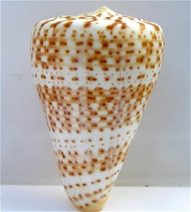 Conus pulcher [Lightfoot], 1786  (synonym: Conus prometheus Hwass in Bruguière, 1792); Conidae; Angola
