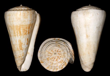 Conus pulcher Lightfoot, 1786. Specimen from Banjul, The Gambia, summer 1998. Fairly common species. 23 cm.