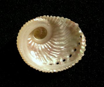 Haliotis pulcherrima Gmelin, 1791; family Haliotidae; Tuamotu