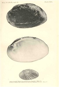 Upper and middle: Lampsilis ligamentina (=Actinonaias ligamentina); at bottom Lampsilis iris (=Cambarunio iris)

 Mucket, Lampsilis ligamentina (Lamarck), upper and middle; Rainbow-shell, Lampsilis ir