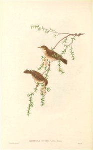 Gliciphila subfasciata (=Ramsayornis modestus) in The birds of New Guinea and the adjacent Papuan islands, including many new species recently discovered in Australia. v.3 (Plate 46).