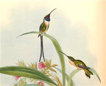 Thaumastura enicura = Doricha enicura [1]