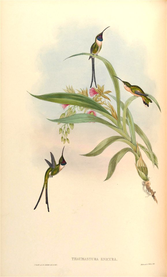 Thaumastura enicura = Doricha enicura [1]