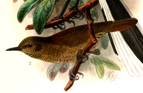 English:  « Graueria vittata » = Graueria vittata (Grauer's warbler)Français :  « Graueria vittata » = Graueria vittata (Grauérie striée)