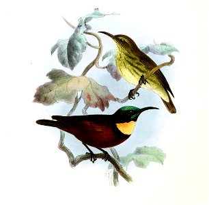 Chalcomitra adalberti