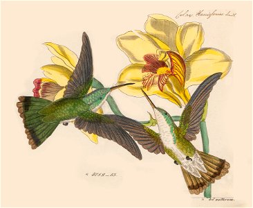 Polytmus milleri