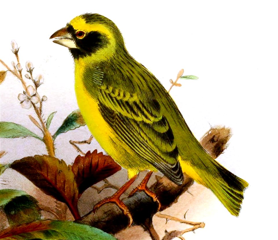Chrysomitris totta, Serinus capistratus