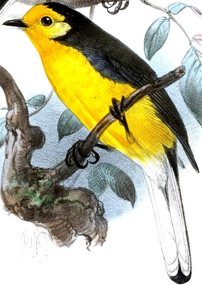 English:  « Setophaga chrysops » = Myioborus ornatus chrysops (Subspecies of Golden-fronted Whitestart)Français :  « Setophaga chrysops » = Myioborus ornat