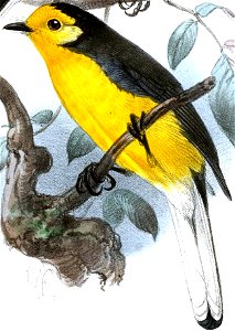 English:  « Setophaga chrysops » = Myioborus ornatus chrysops (Subspecies of Golden-fronted Whitestart)Français :  « Setophaga chrysops » = Myioborus ornat