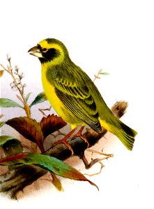 Chrysomitris totta, Serinus capistratus