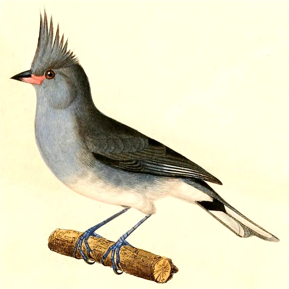 English:  « Emberiza griseocristata » = Lophospingus griseocristatus (Grey-crested Finch)Français :  « Emberiza griseocristata » = Lophospingus griseocrist