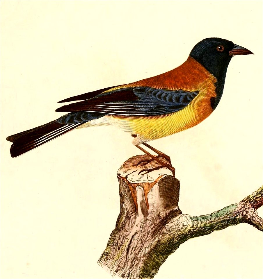 English:  « Emberiza atriceps » = Phrygilus atriceps (Black-hooded Sierra Finch)Français :  « Emberiza atriceps » = Phrygilus atriceps (Phrygile à tête noi