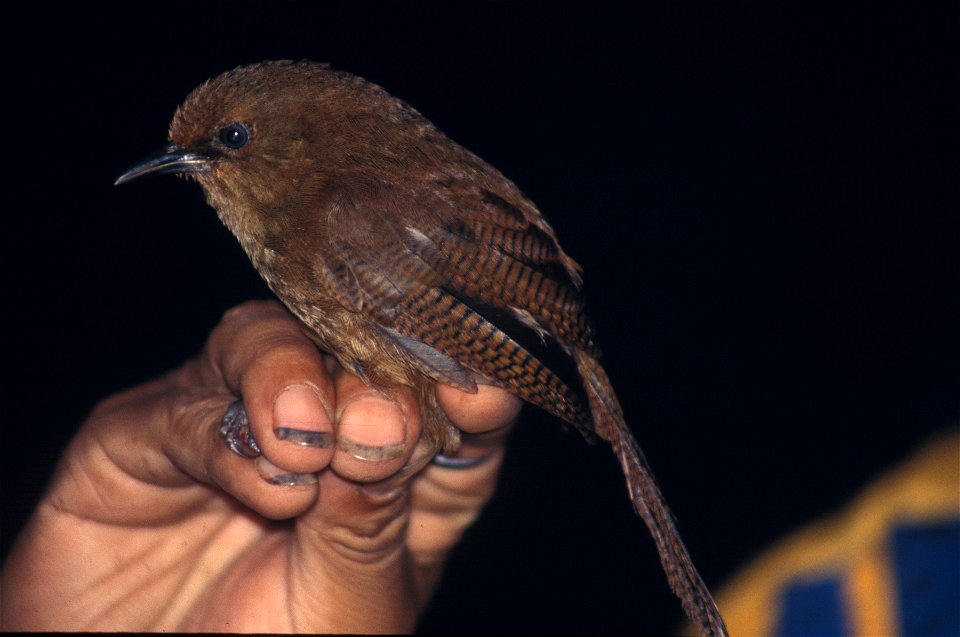 Sharpe's Wren (Cinnycerthia olivascens), aka Sepia-brown Wren. Photo from Cordillera del Cóndor in Ecuador.