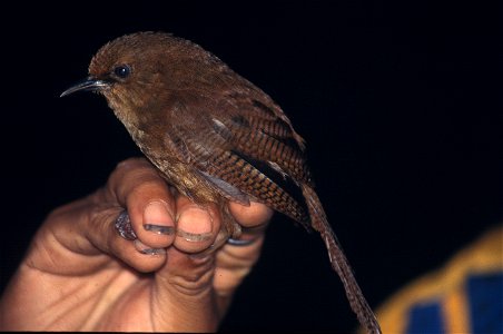 Sharpe's Wren (Cinnycerthia olivascens), aka Sepia-brown Wren. Photo from Cordillera del Cóndor in Ecuador.