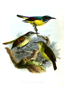 Anthreptes griseigularis