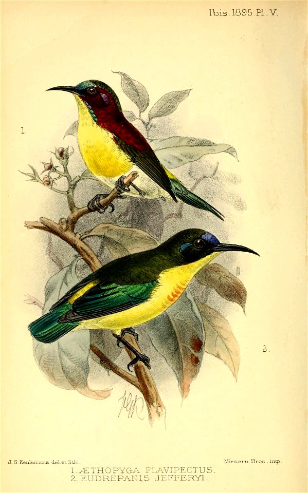 "Aethopyga flavipectus" = Aethopyga bella flavipectus
"Eudrepanis jefferyi" = Aethopyga jefferyi