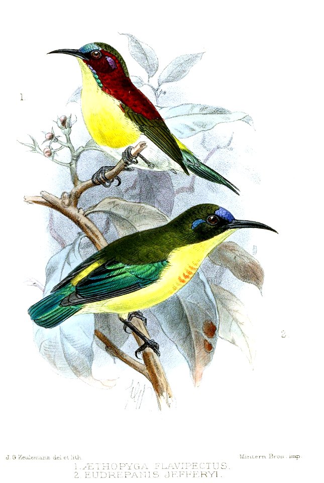 Aethopyga flavipectus = Aethopyga bella flavipectus  [See also subspecies category  and species category]
Eudrepanis jefferyi = Aethopyga  jefferyi  [See also species category]