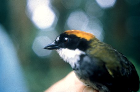 Chestnut-capped Brush-Finch, Buarremon brunneinucha, in Ecuador