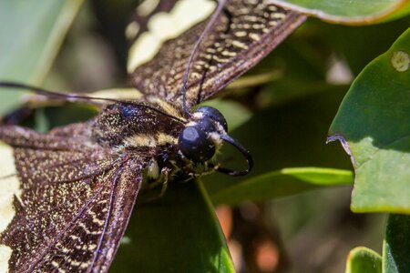 Wings wing fauna