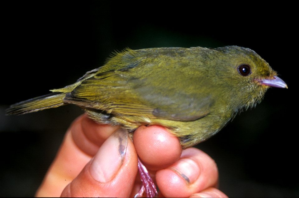 Golden-winged Manakin (Masius chrysopterus) from Ecuador