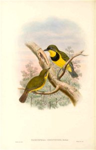 Pachycephala christophori in The birds of New Guinea and the adjacent Papuan islands, including many new species recently discovered in Australia. v.3 (Plate 23).