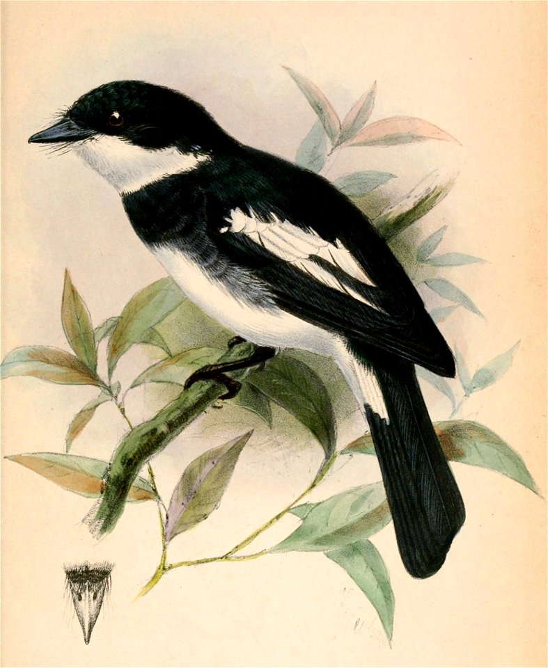 English:  « Pseudobias wardi » = Pseudobias wardi (Ward's Flycatcher)Français :  « Pseudobias wardi » = Pseudobias wardi (Pseudobias de Ward)