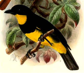 English:  « Pachycephala melanonota » = Pachycephala orioloides melanonota (Subspecies of Oriole whistler) - maleFrançais :  « Pachycephala melanonota » = 