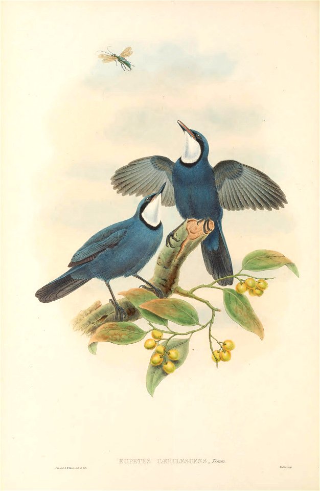 Eupetes caerulescens (=Ptilorrhoa caerulescens) in The birds of New Guinea and the adjacent Papuan islands, including many new species recently discovered in Australia. v.3 (Plate 4).