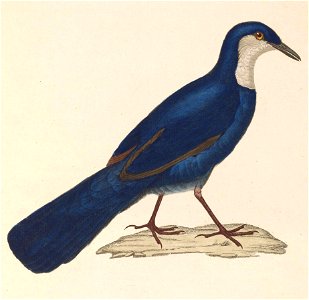 English:  « Eupetes caerulescens » = Ptilorrhoa caerulescens (Blue Jewel-babbler) - maleFrançais :  « Eupetes caerulescens » = Ptilorrhoa caerulescens (Pti