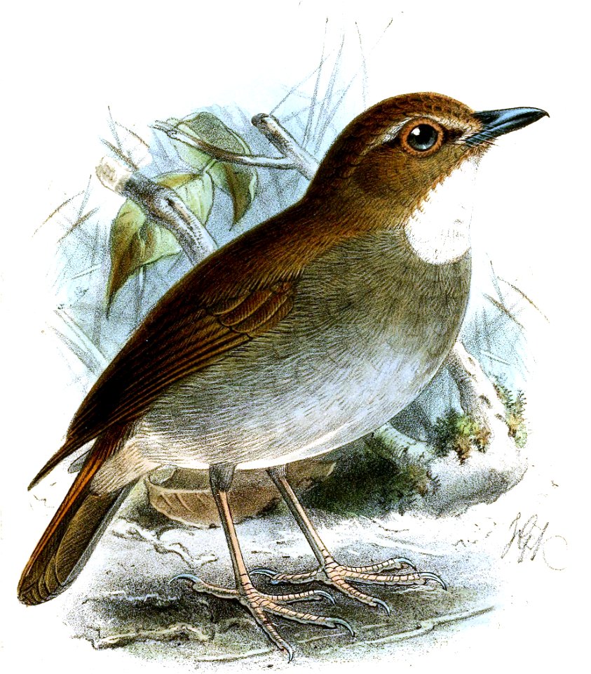Rhinomyias gularis