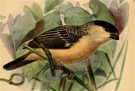 English:  « Spermophila pileata » = Sporophila pileata (Pearly–bellied Seedeater) - maleFrançais :  « Spermophila pileata » = Sporophila pileata - mâle