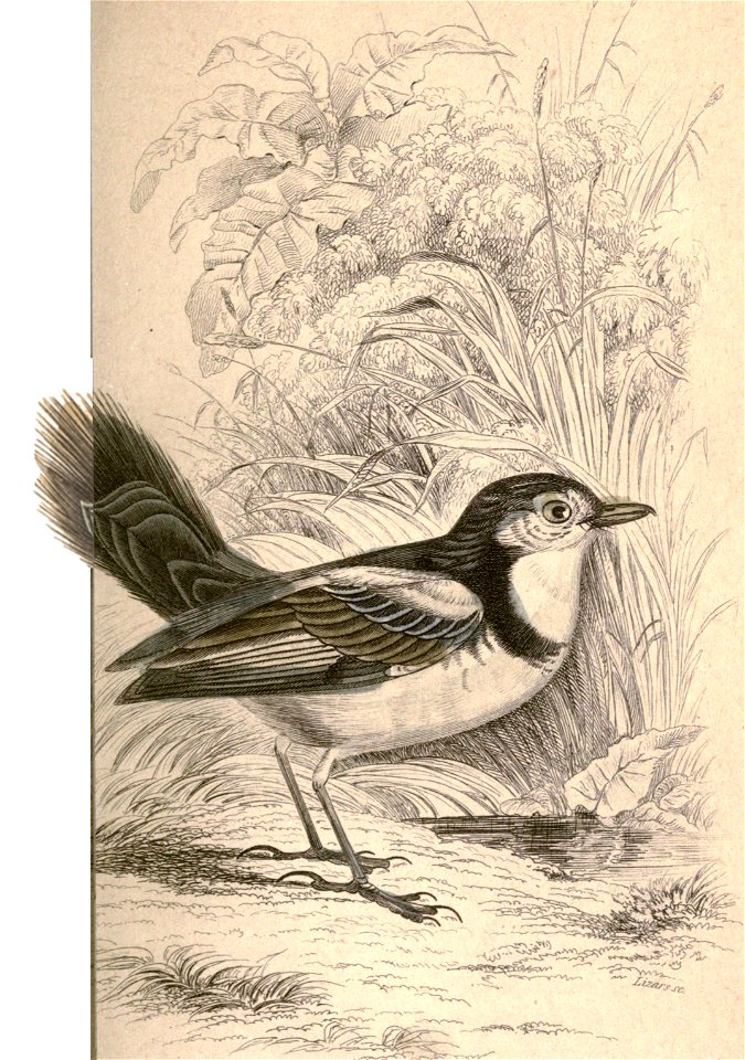 English:  « Alectura azarii » = Alectrurus tricolor (Cock-tailed Tyrant)Français :  « Alectura azarii » = Alectrurus tricolor (Moucherolle petit-coq)