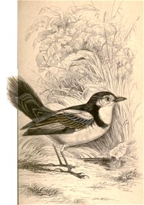 English:  « Alectura azarii » = Alectrurus tricolor (Cock-tailed Tyrant)Français :  « Alectura azarii » = Alectrurus tricolor (Moucherolle petit-coq)