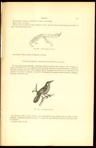 Adres wydawniczy: Paris : Marescq : G. Havard, [1852]Współtwórcy: Des Murs, Oeillet OpracOpis fizyczny: [8], 312 s., 40 k. tabl. : il. ; 26 cm