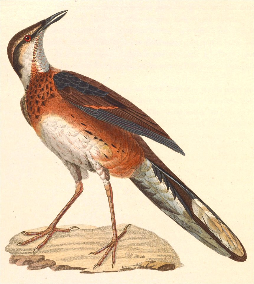 English:  « Eupetes ajax » = Cinclosoma ajax (Painted Quail-thrush) - adult femaleFrançais :  « Eupetes ajax » = Cinclosoma ajax (Cinclosome ajax) - femell