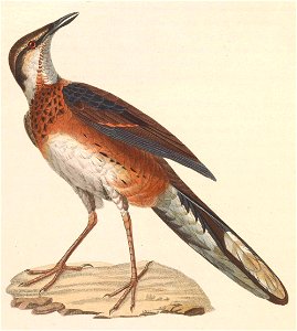 English:  « Eupetes ajax » = Cinclosoma ajax (Painted Quail-thrush) - adult femaleFrançais :  « Eupetes ajax » = Cinclosoma ajax (Cinclosome ajax) - femell